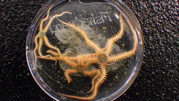 Media type: image;   Invertebrate Zoology 153141 Description: live specimen;